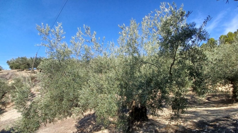 Granada - Ventorros de San José - 11498m2