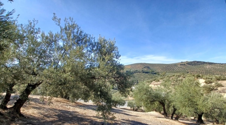 Granada - Ventorros de San José - 11498m2