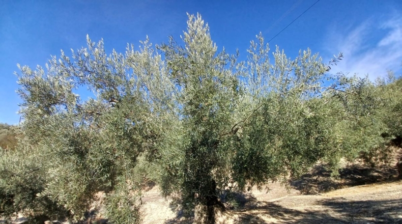 Granada - Ventorros de San José - 11498m2