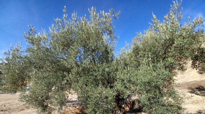 Granada - Ventorros de San José - 11498m2