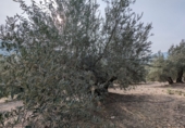 Masía con terreno en venta en Loja ref: TR274406 foto