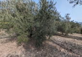 Masía con terreno en venta en Loja ref: TR274406 foto