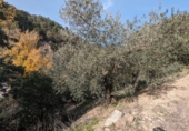 Masía con terreno en venta en Loja ref: TR274406 foto