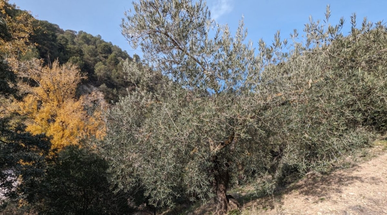 Granada - Loja - 70307m2
