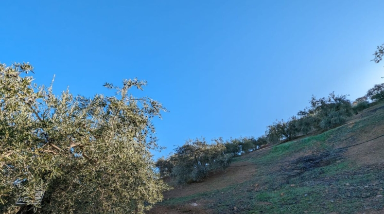 Granada - Zagra - 10414m2