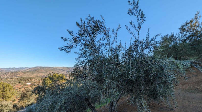 Granada - Zagra - 10414m2