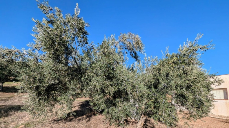 Granada - El Bujeo - 35m2
