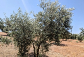 Foto 13