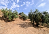 Non-developable land for sale in Loja ref: TR346260 photo