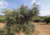 Non-developable land for sale in Loja ref: TR346260 photo