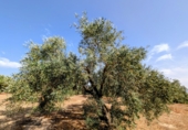 Non-developable land for sale in Loja ref: TR346260 photo