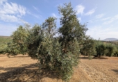 Non-developable land for sale in Loja ref: TR346260 photo