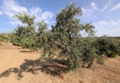 Non-developable land for sale in Loja ref: TR346260 photo