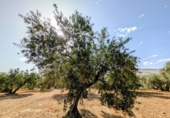 Non-developable land for sale in Loja ref: TR346260 photo
