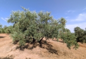 Non-developable land for sale in Loja ref: TR346260 photo