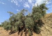 Non-developable land for sale in Loja ref: TR346260 photo