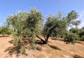 Non-developable land for sale in Loja ref: TR346260 photo