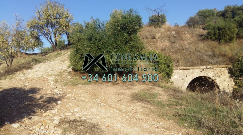 Cádiz - Olvera - 38454m2