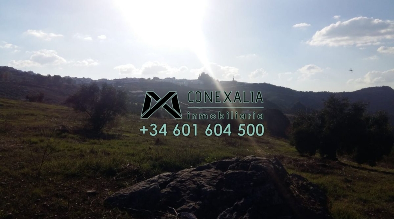Cádiz - Olvera - 38454m2