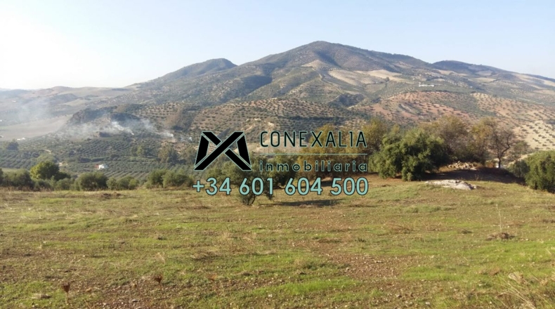Cádiz - Olvera - 38454m2