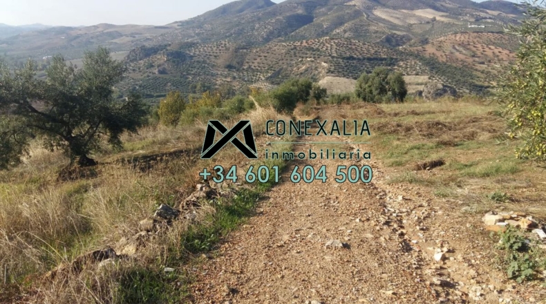 Cádiz - Olvera - 38454m2
