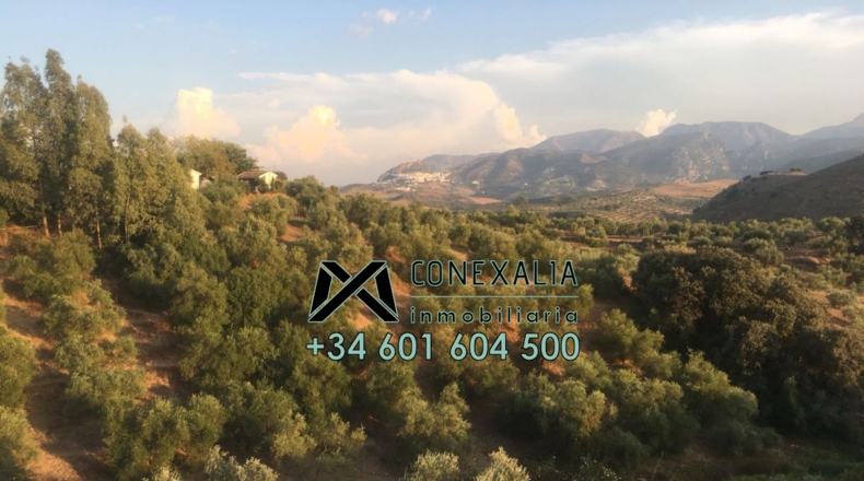 Cádiz - Algodonales - 84097m2
