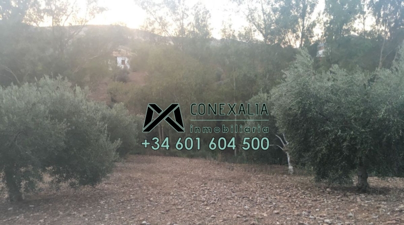Cádiz - Algodonales - 84097m2