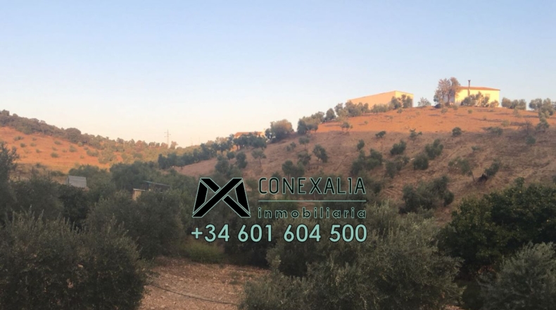 Cádiz - Algodonales - 84097m2