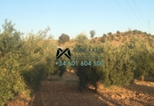 Xalet independent amb terreny en venda a Algodonales ref.: TR16579 foto