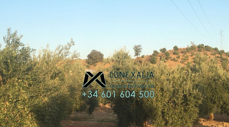 Cádiz - Algodonales - 84097m2