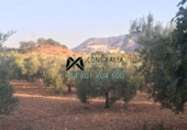 Xalet independent amb terreny en venda a Algodonales ref.: TR16579 foto