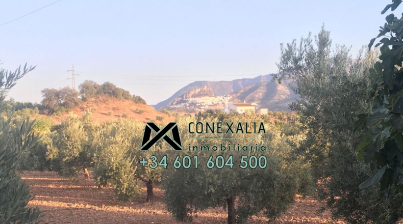 Cádiz - Algodonales - 84097m2