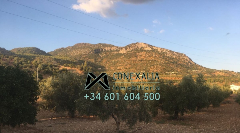 Cádiz - Algodonales - 84097m2