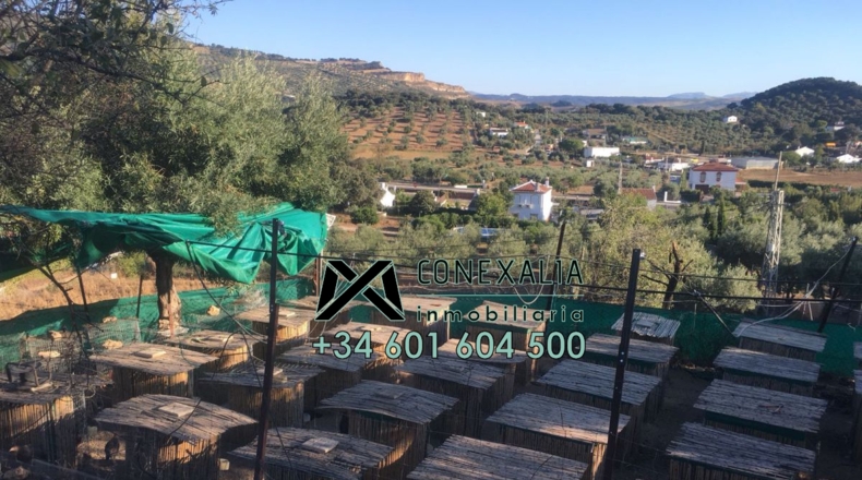 Cádiz - Olvera - 25118m2