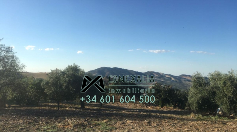Cádiz - Olvera - 25118m2