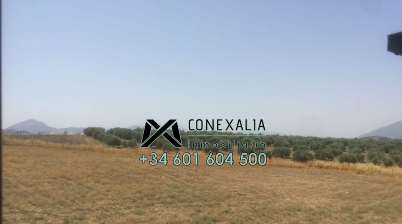 Cádiz - Olvera - 201m2