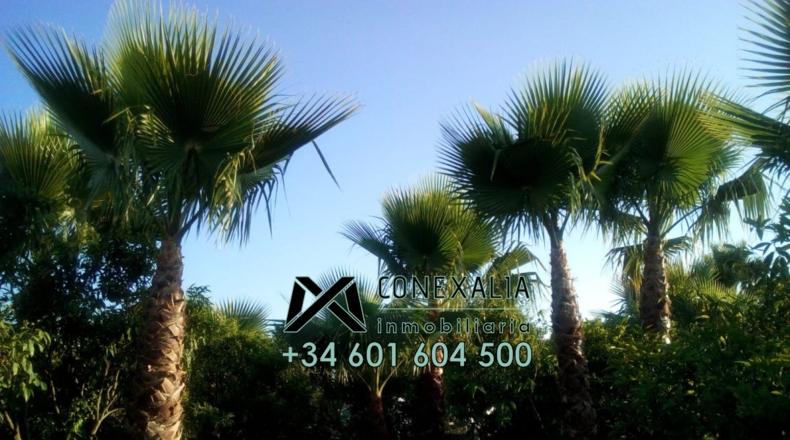Sevilla - Los Palacios y Villafranca - 4000m2