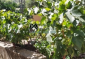 Chalet independiente con terreno en venta en Torre Alháquime ref: TR23185 foto