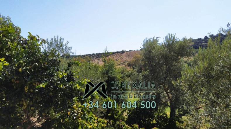 Cádiz - Torre Alháquime - 50000m2