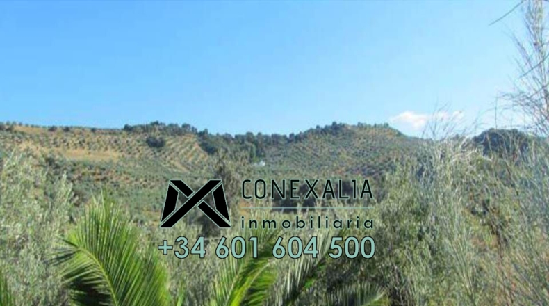 Cádiz - Torre Alháquime - 50000m2