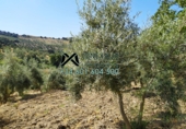 Chalet independiente con terreno en venta en Torre Alháquime ref: TR23185 foto