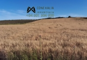 Non-developable land for sale in Setenil de las Bodegas ref: TR54520 photo