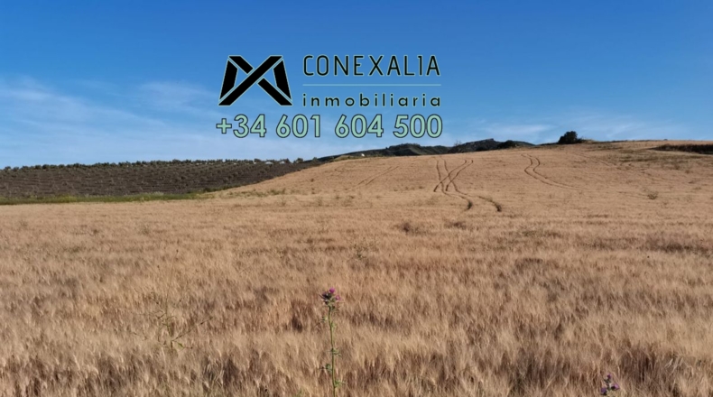 Cádiz - Setenil de las Bodegas - 51250m2