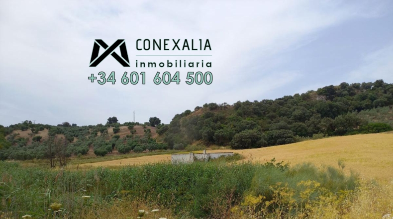 Sevilla - Pruna - 85500m2