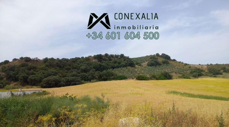 Sevilla - Pruna - 85500m2