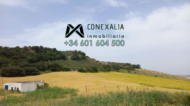 Sevilla - Pruna - 85500m2
