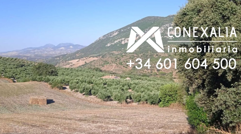 Cádiz - Algodonales - 109200m2