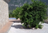 Finca rústica en venda a la España, Algodonales, ref.: TR109192 foto