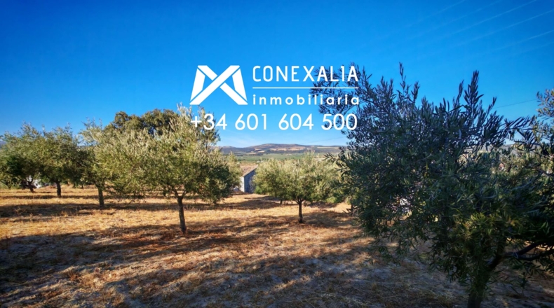 Cádiz - Сетениль-де-лас-Бодегас - 3000m2