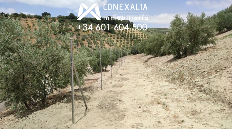 Cádiz - Alcalá del Valle - 32700m2